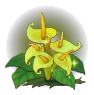 黄色花